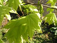 Acer palmatum cv Saoshika (fam Aceracees) (Photo F. Mrugala) (3)
